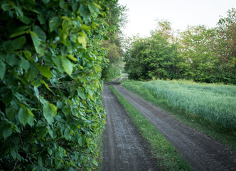 rural road along green wall of trees and green grass field