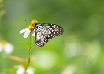 Closeup butterfly on flower (Common tiger butterfly)...