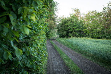 Obraz na płótnie Canvas rural road along green wall of trees and green grass field
