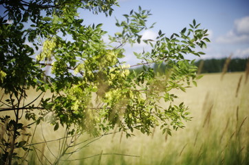 bush branch on a yellow blurred background of a wheat field