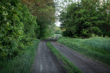 Fototapeta na wymiar rural road along green wall of trees and green grass field