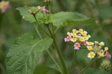 la diversité des fleurs fait la beauté d'un jardin 