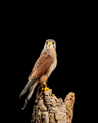 Stunning portait of Kestrel Falco Tinnunculus in studio setting on black background