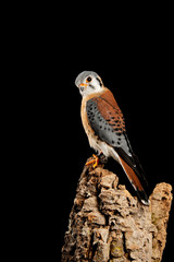 Stunning portrait of American Kestrel Falconidae in studio setting on black background with dramatic lighting