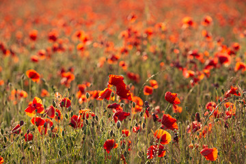 Fototapeta na wymiar Beautiful Summer landscape of vibrant poppy field in English countryside during late evening sunset
