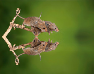 ADorable and Cute harvest mice micromys minutus on wooden stick with neutral green background in nature