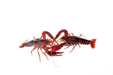 Crayfish
