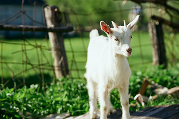 Obraz premium goat on a meadow