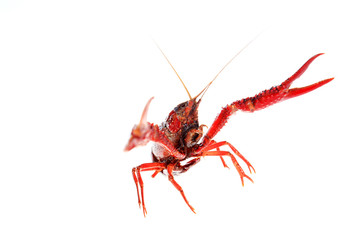 Crayfish