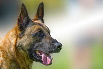 Dieser Polizeihund zählt zu den gefährlichen Hunden