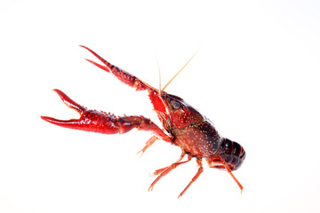 Crayfish