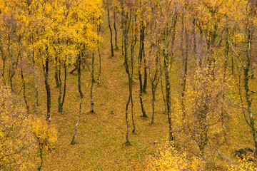 Fototapeta premium Amazing view of Silver Birch forest with golden leaves in Autumn Fall landscape scene of Upper Padley gorge in Peak District in England