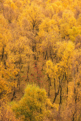 Amazing view of Silver Birch forest with golden leaves in Autumn Fall landscape scene of Upper Padley gorge in Peak District in England