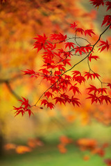 Beautiful colorful vibrant red and yellow Japanese Maple trees in Autumn Fall forest woodland landscape detail in English countryside