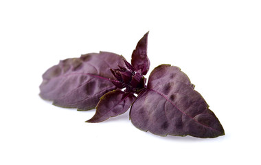 Red Basil leaf in closeup on white background