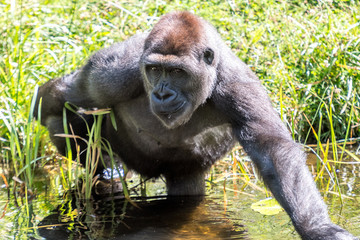 Gorilla picks up food from the water