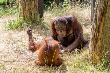 two orangutans play a game
