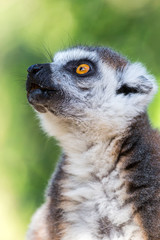 Naklejka na ściany i meble captive ring tailed lemur attentive and curious looking up