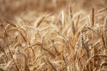 Wheat field. Ears of golden wheat close up. Beautiful Nature Sunset Landscape. Rural Scenery under Shining Sunlight. Background of ripening ears of meadow wheat field. Rich harvest Concept