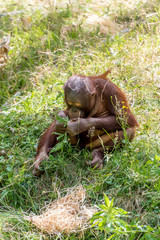 Orangutans sit on the water and eat