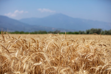 Wheat field. Ears of golden wheat close up. Beautiful Nature Sunset Landscape. Rural Scenery under Shining Sunlight. Background of ripening ears of meadow wheat field. Rich harvest Concept