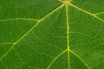 green leaf texture background closeup