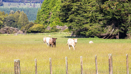 Fototapeta premium some cows in the meadow