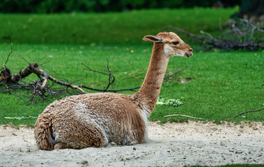 Vicunas, Vicugna Vicugna, relatives of the llama