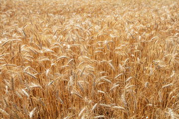 Wheat field. Ears of golden wheat close up. Beautiful Nature Sunset Landscape. Rural Scenery under Shining Sunlight. Background of ripening ears of meadow wheat field. Rich harvest Concept