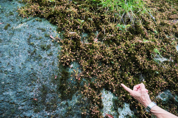 屋久島に自生している苔とシダ植物
