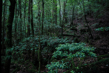 屋久島の立派な屋久杉と苔のある景色