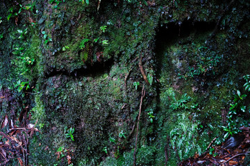 屋久島に自生している苔とシダ植物