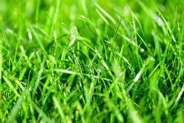 Spring or summer background with fresh green grass in the sun. Green grass pattern background.