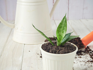 Garden shovel and soil on a white wooden table