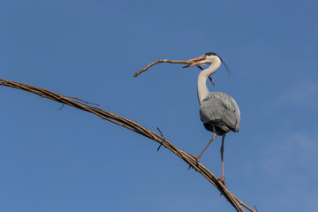 Graureiher mit Nistmaterial bei einer Flugpause