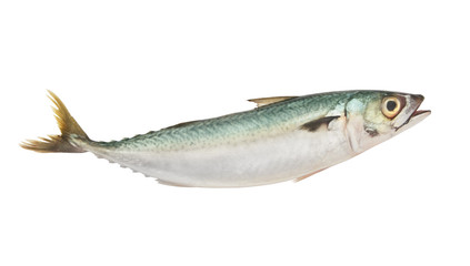 Mackerel fish isolated on white background