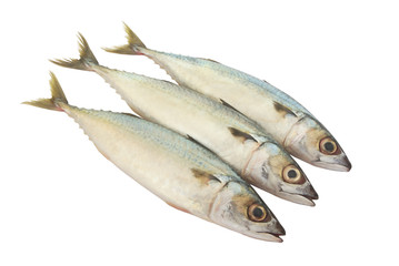 Three fresh mackerel fishes isolated on white background