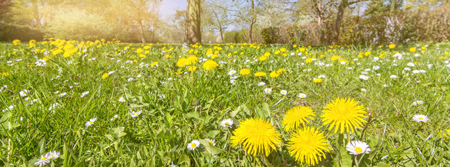 Idyllic flower meadow with dandelions and daisies in spring © Calado