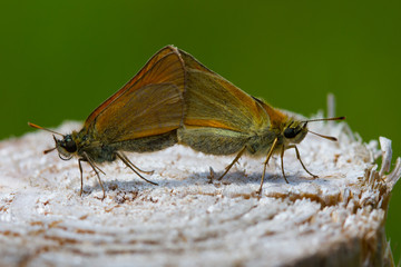 Dickkopffalter bei der Paarung