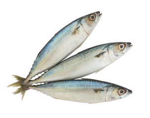 Mackerel fish isolated on the white background