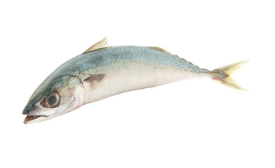 Raw mackerel fish isolated on white
