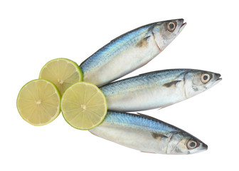 Raw mackerel fish with lime slices isolated on white background