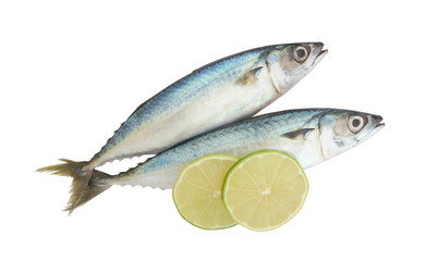 Fresh mackerel fish with lime slices isolated on white