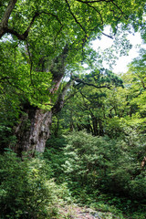 Fototapeta premium 屋久島の有名な縄文杉