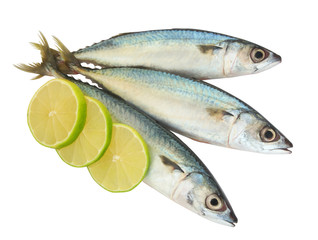 Raw mackerel fish with lime slices isolated on white background