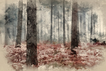 Obraz premium Digital watercolor painting of Pine forest Autumn Fall landscape foggy morning
