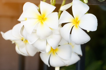 Fototapeta na wymiar Beautiful white and yellow plumeria frangipani flowers and sunlight in nature.