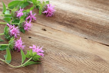 Flower background from bergamot. Background flowers of Monarda didyma,  woodem board