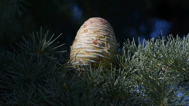 particolare di abete rosso mosso dalla leggera brezza di estate