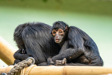 The black-headed spider monkey, Ateles fusciceps is a species of spider monkey